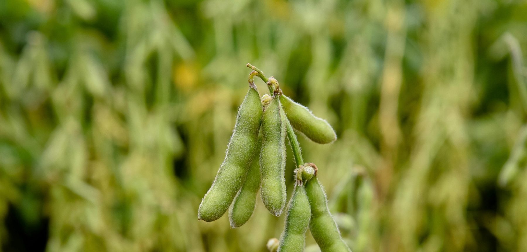 wallpaper_fertilizantes